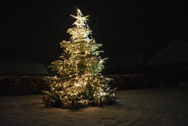 Juletræ på Anholt